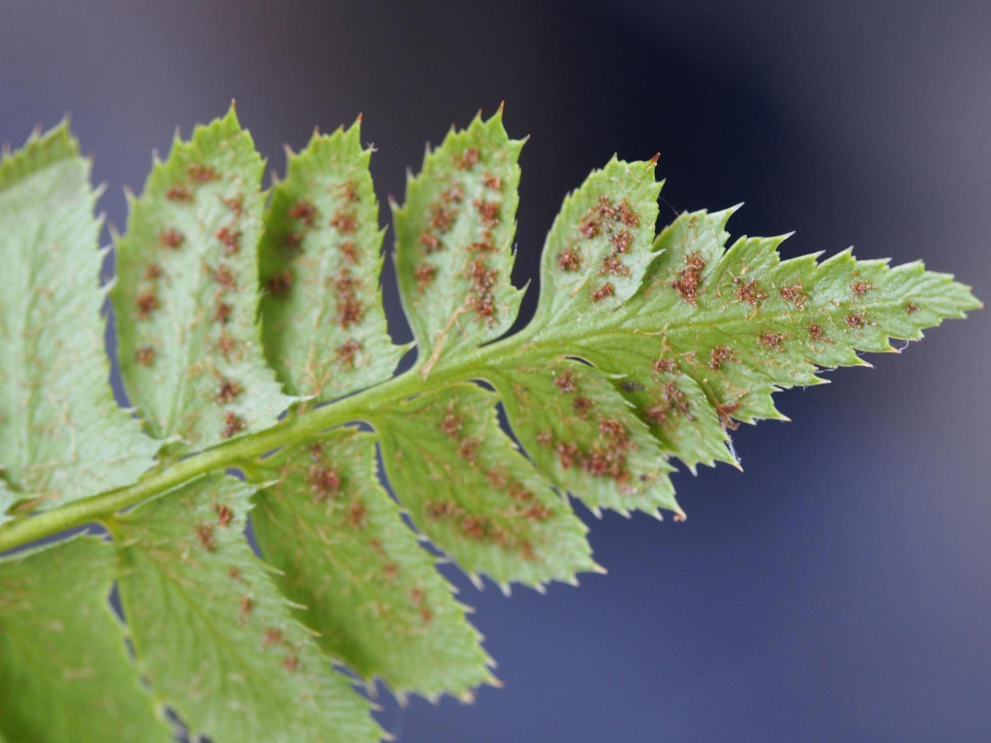 Fern, Holly